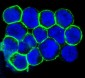Anti-CXCR4 Monoclonal Antibody
